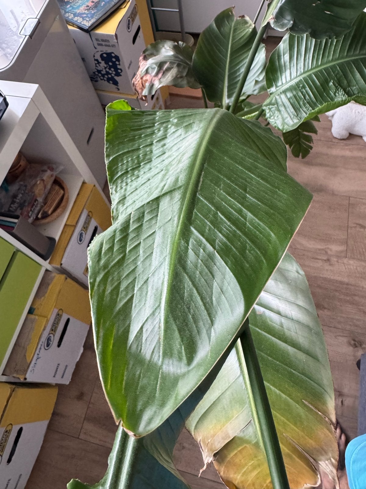 Strelitzia Nicolai - 150-200cm, Volle zon, Vaste plant, Bloeit niet, Ophalen