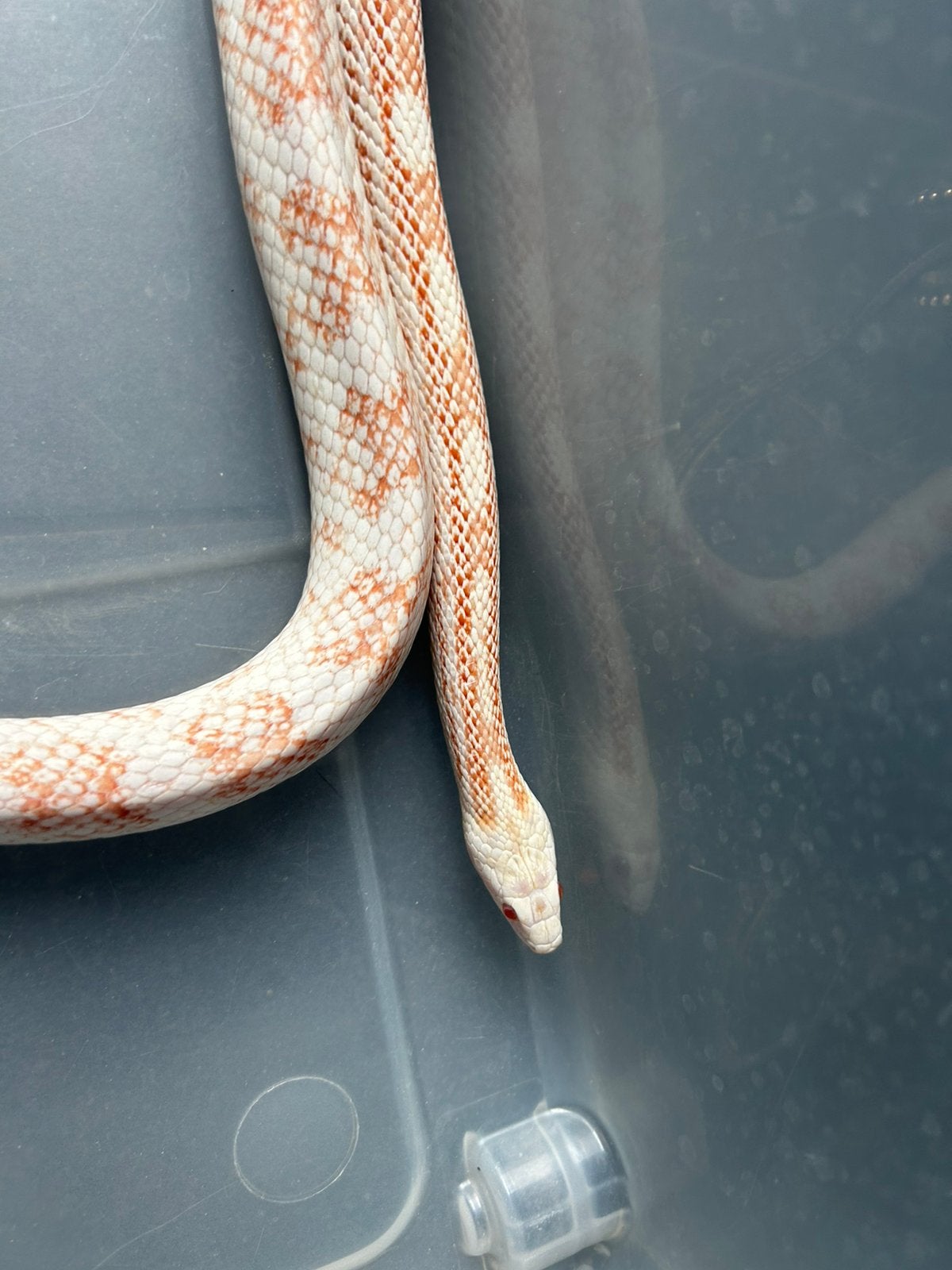 Korenslang te koop Corn Snake photo 2