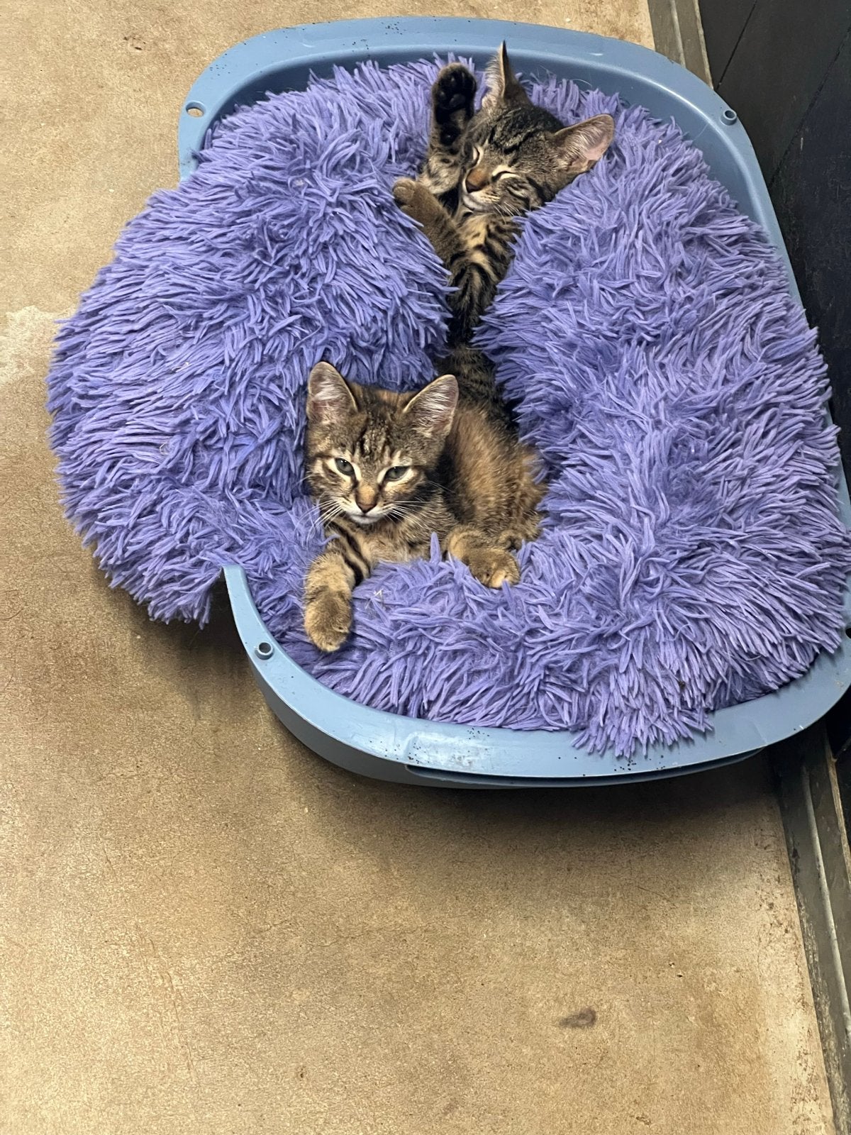Zeer lieve aanhankelijke kittens tijger cyperse zwart, Dieren en Toebehoren, Katten en Kittens | Overige Katten, Meerdere dieren