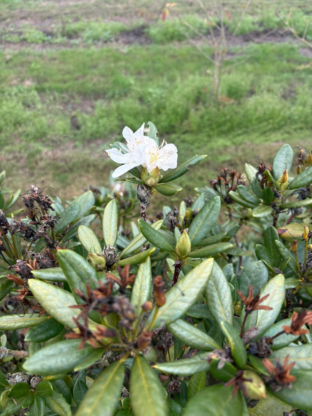 Rhododendron Cunningham’s White 100–120 cm, Ophalen, Overige soorten, Halfschaduw