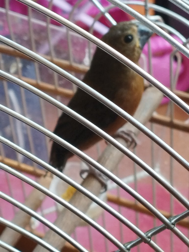 twatwa, Mannelijk, Tropenvogel, Geringd