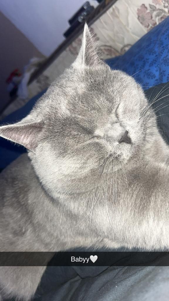 Lieve Britse Korthaar zoekt nieuw huisje