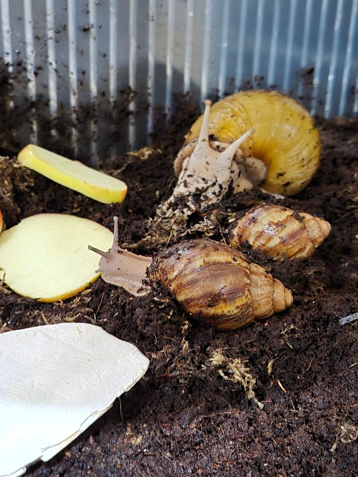 Jonge Archachatina marginata suturalis, Dieren en Toebehoren, Meerdere dieren, Kleurkanarie