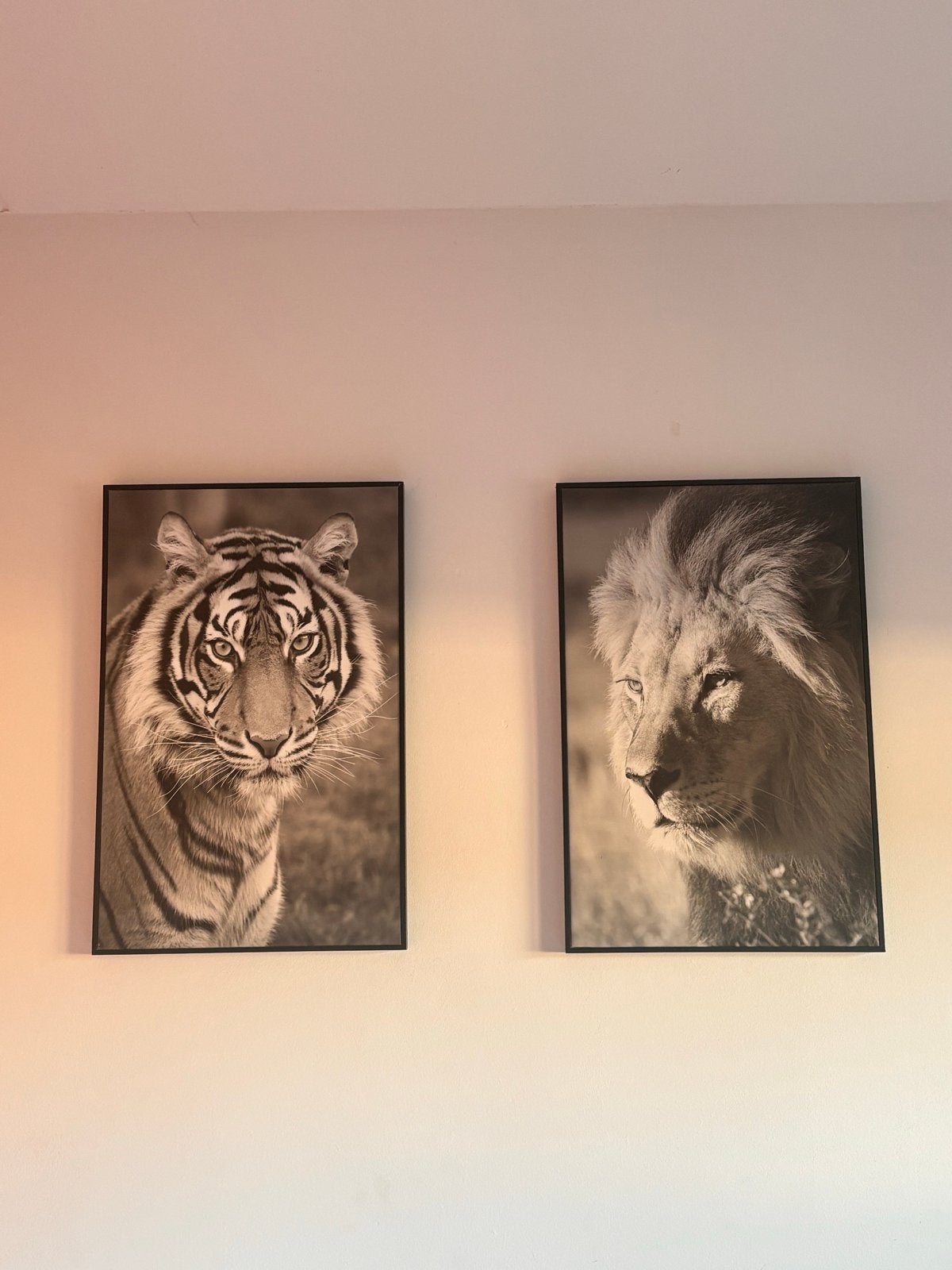 Set van 2: Tijger en Leeuw Canvas Prints, Ophalen, 50 – 75, Minder dan 50 cm, Print