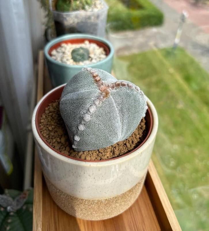 Astrophytum mysiostigma onzuka zaden, Huis en Inrichting, Kamerplanten, Ophalen of Verzenden, Cactus, Minder dan 100 cm, Volle zon