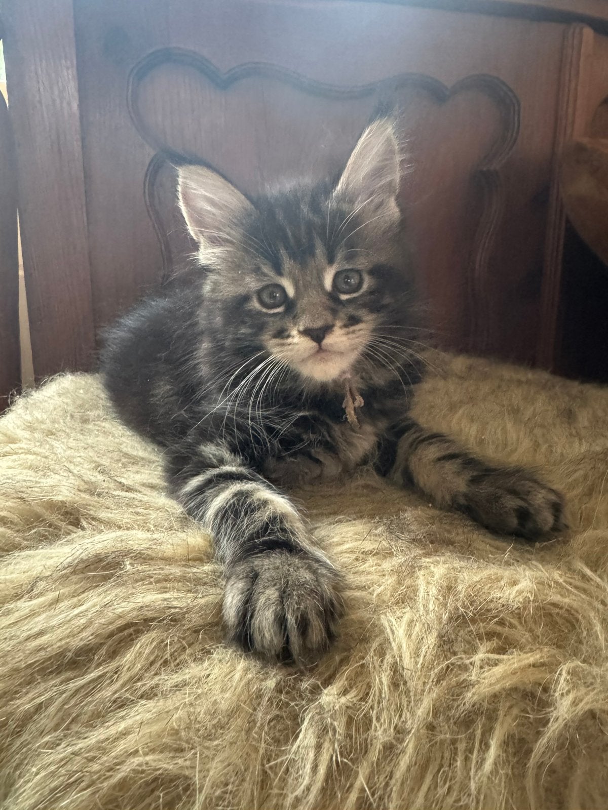 Prachtig Black Tabby Blotched Maine Coon poesje met stamboom, Poes, Met stamboom