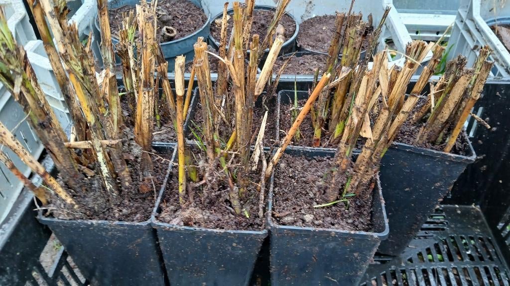 Stekken van Olifantsgras (Miscanthus), Tuin en Terras, Planten | Tuinplanten, Volle zon, Vaste plant, Siergrassen, Ophalen of Verzenden