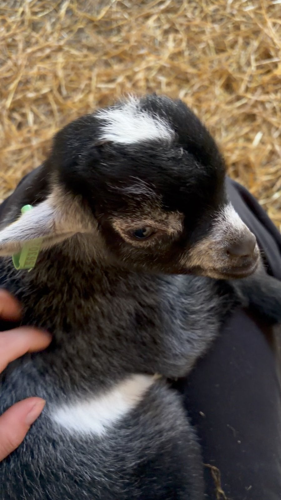 Zwoegervrij dwergbokje, Dieren en Toebehoren, Schapen, Geiten en Varkens, Mannelijk, Geit, 0 tot 2 jaar
