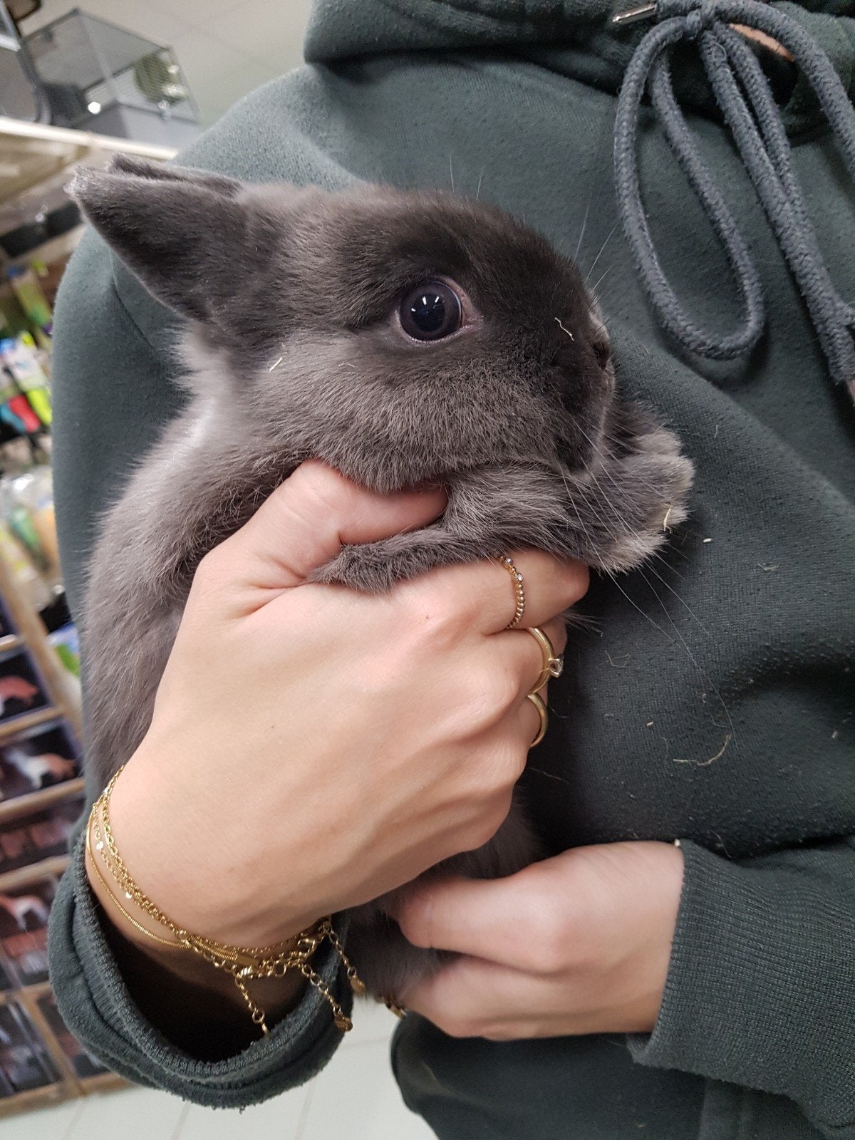 lief tam rammetje, Dieren en Toebehoren, Mannelijk, Dwerg, 0 tot 2 jaar