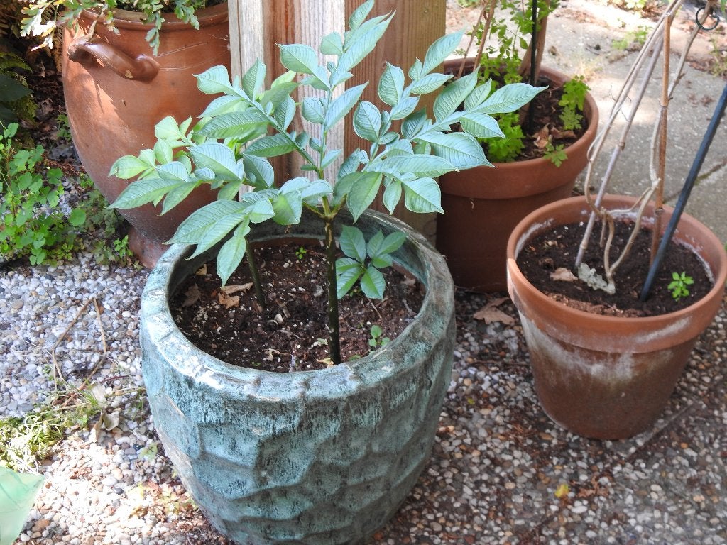 Amorphophallus konjac, voodoo lelie,  inclusief pot ., Ophalen of Verzenden, Overige soorten, Halfschaduw