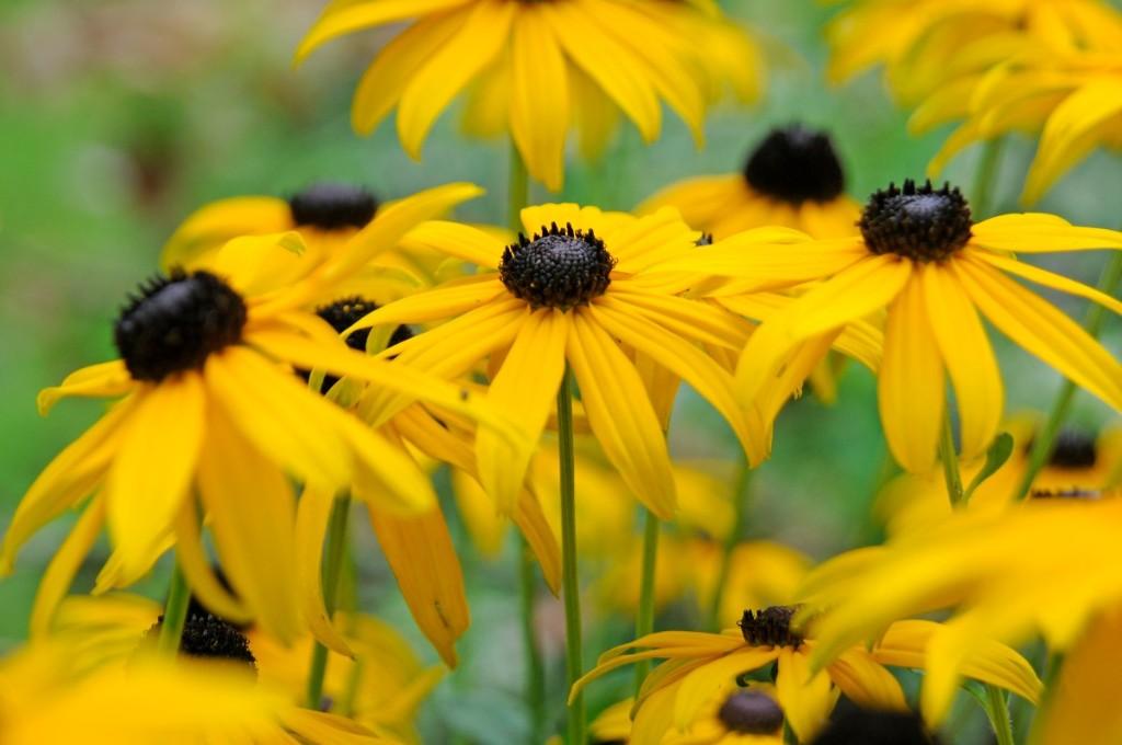 Rudbeckia (900 zaden) zonnehoed, zonnekruid - Biologisch, Ophalen of Verzenden, Volle zon, Zaad