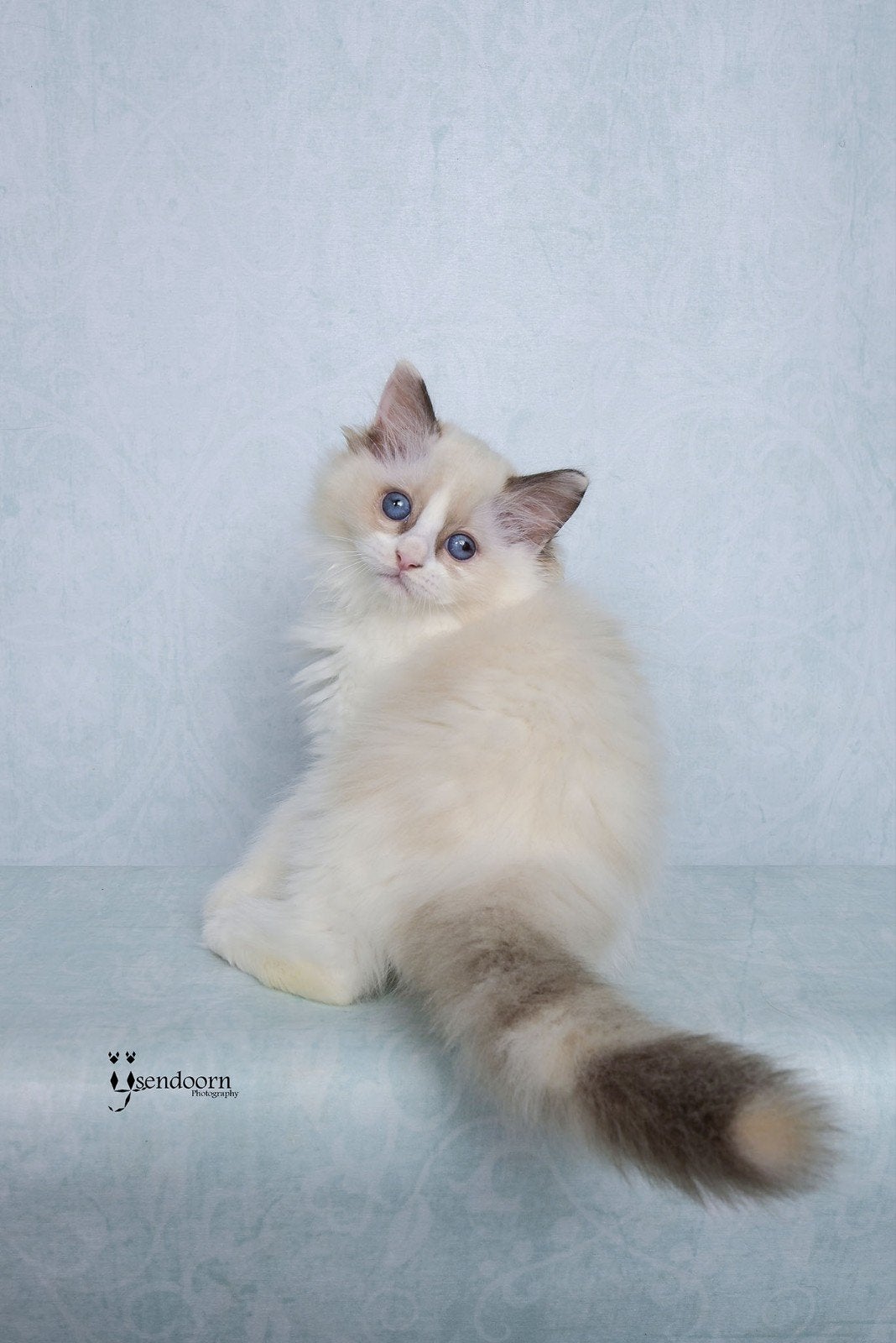 Ragdoll po3sje seal tortie bicolor met stamboom, Poes, Met stamboom, 0 tot 2 jaar
