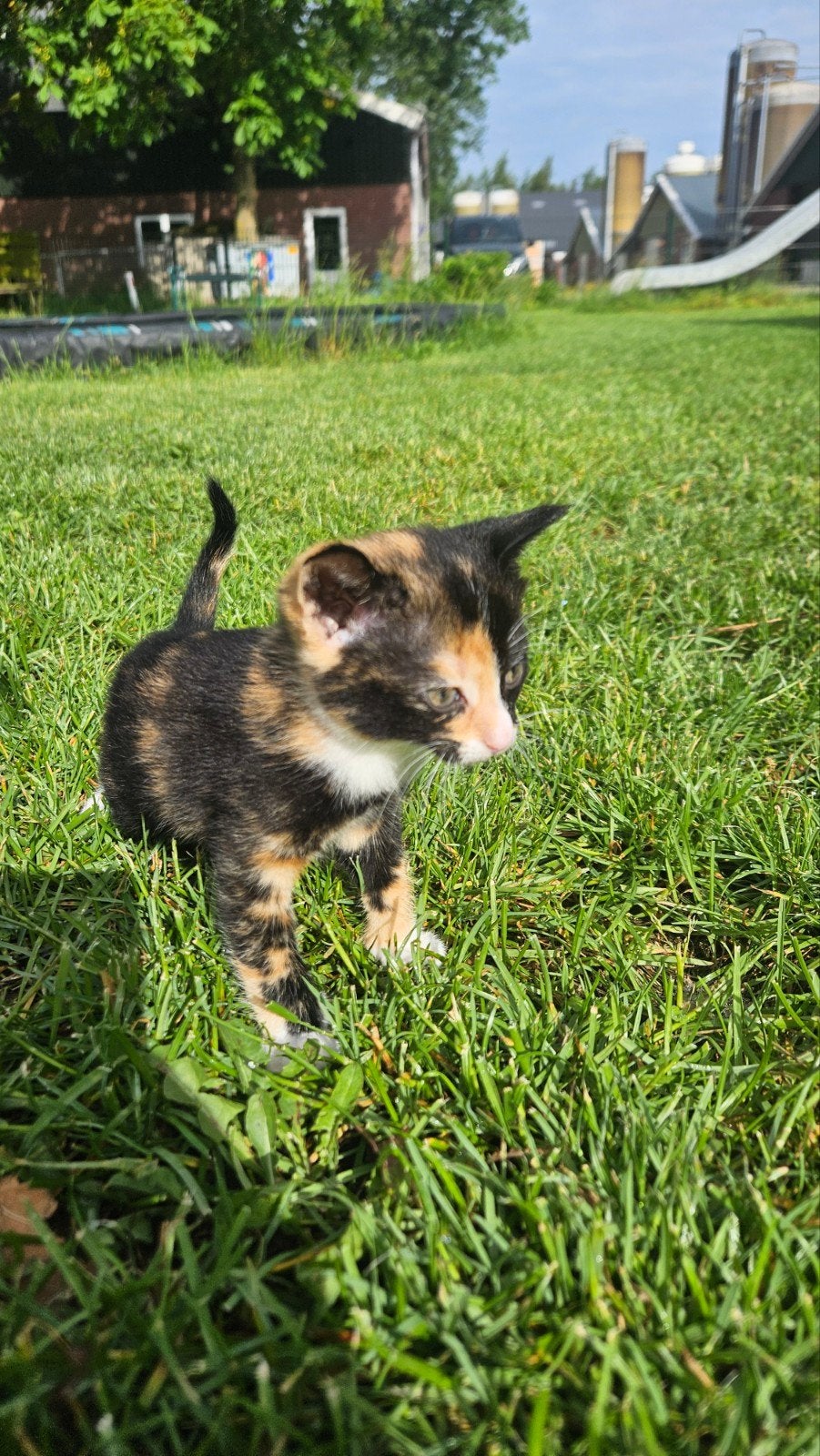 Lieve kittens te koop, Meerdere dieren