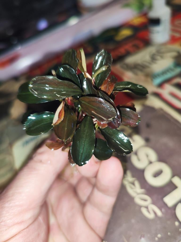 Verschillende soorten bucephalandra. Vrij zeldzame soorten., Wandelende tak