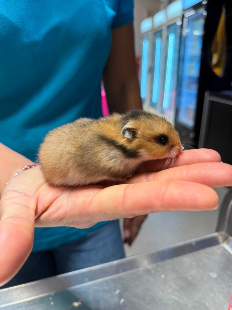 Te koop lieve jonge goudhamsters / Syrisch hamsters, Dieren en Toebehoren, Knaagdieren, Hamster, Juni, Mannelijk, Tam