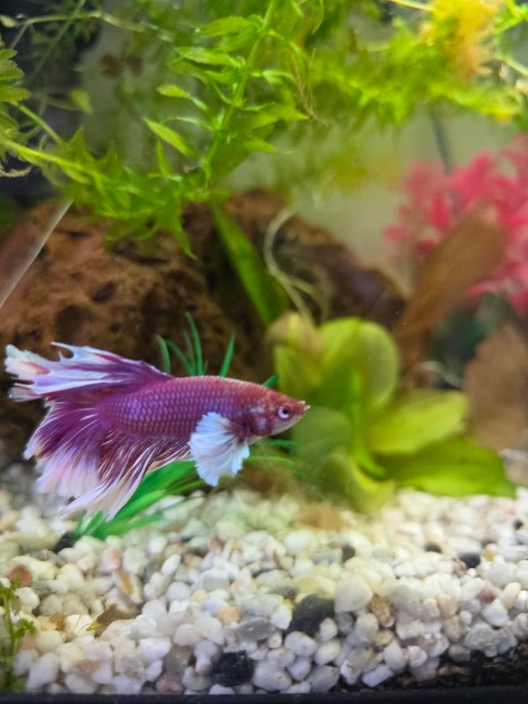 Halfmoon Dumbo Ear betta vis, Dieren en Toebehoren, Vissen | Aquariumvissen, Vis, Zoetwatervis