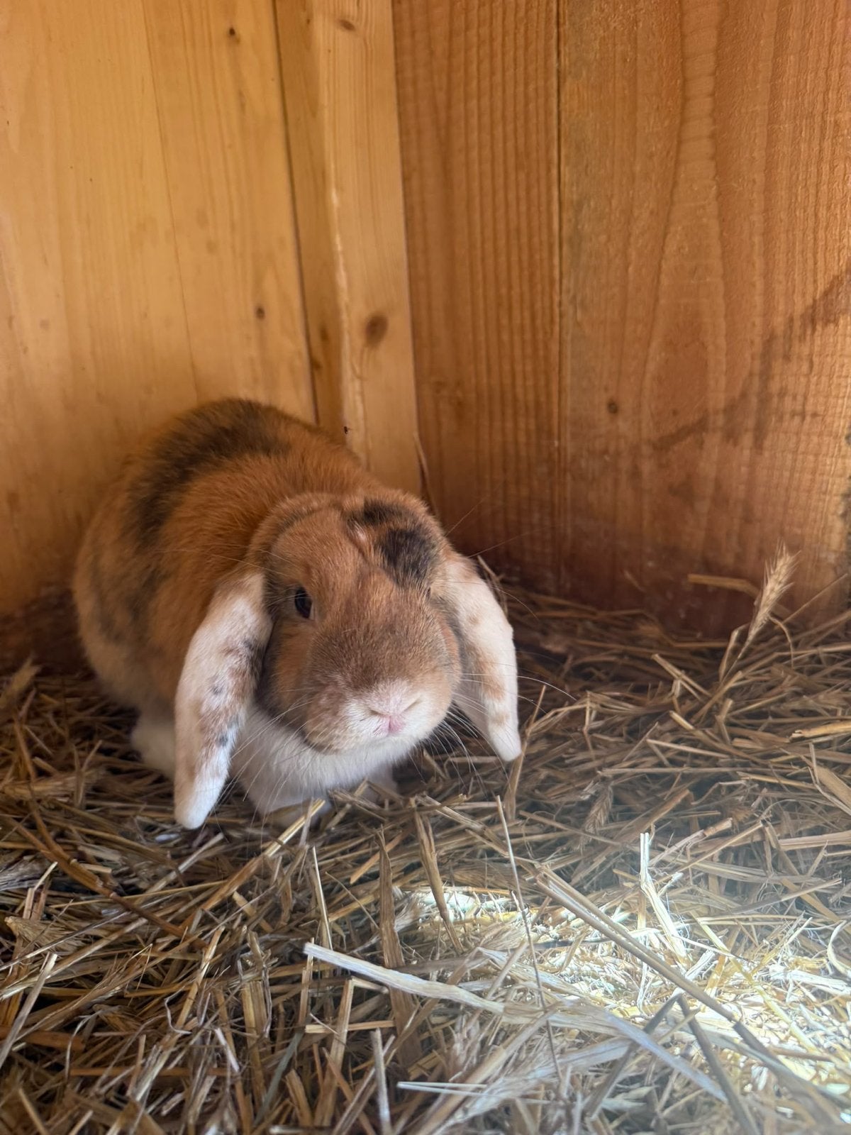 Hangoor konijn Ram, Dieren en Toebehoren, Mannelijk, Klein, Hangoor, 0 tot 2 jaar