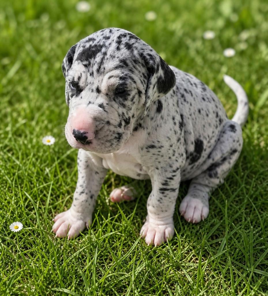 Duitse dog pups, Dieren en Toebehoren, Honden | Bulldogs, Pinschers en Molossers, Parvo, Overige rassen, 8 tot 15 weken, Meerdere
