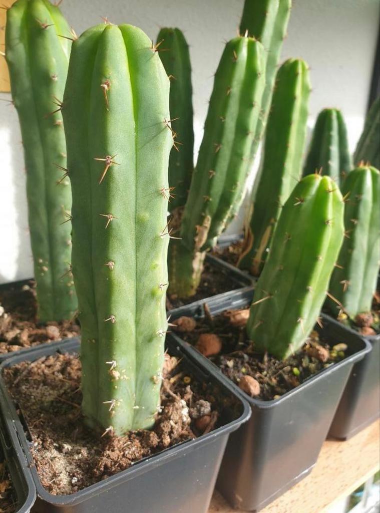 San Pedro Bolivian torch, Huis en Inrichting, Kamerplanten, Minder dan 100 cm, Bloeiende kamerplant, Halfschaduw, Ophalen of Verzenden