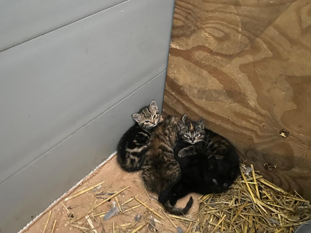 Lieve speelse  boerderij kitten, Meerdere dieren