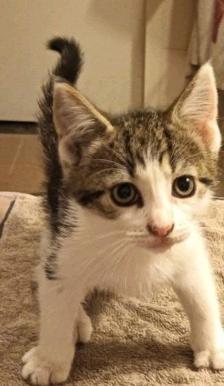 Kittens, Meerdere dieren, 0 tot 2 jaar