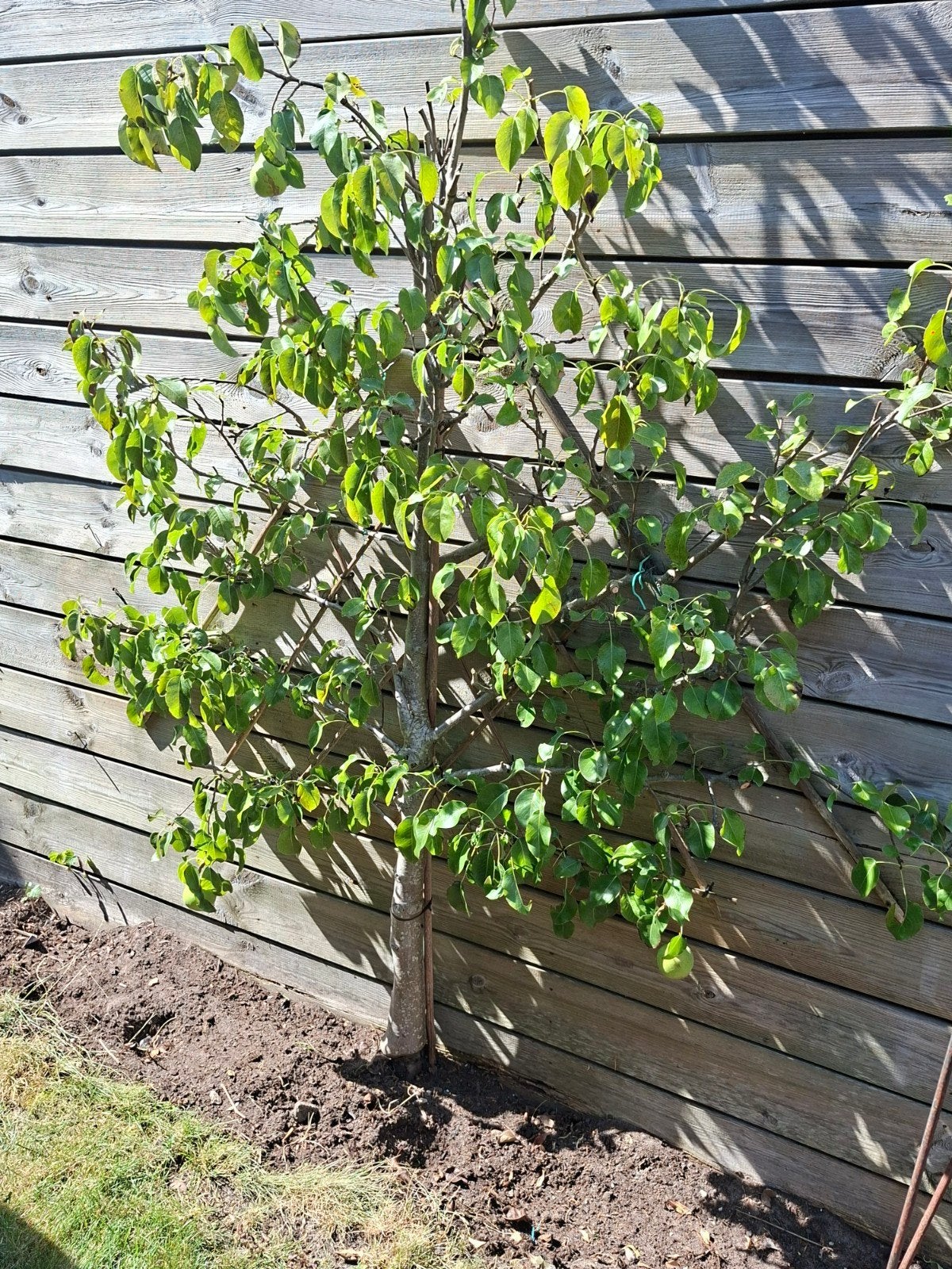 Perenboom, Tuin en Terras, Ophalen, Lente, Volle zon, Perenboom