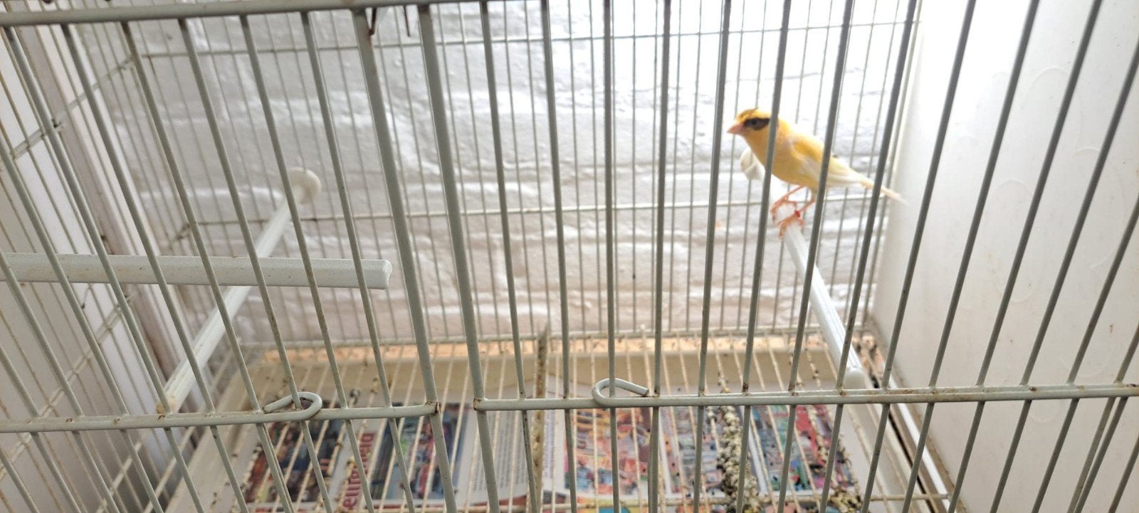 Diverse vogels, Dieren en Toebehoren, Vogels | Overige Vogels, Meerdere dieren
