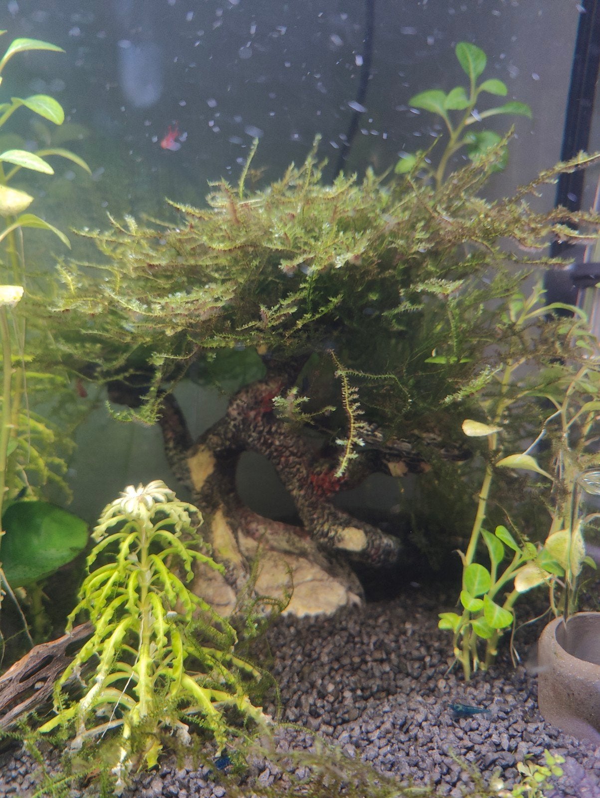 Bonsai met heel veel javamos, Dieren en Toebehoren, Kreeft, Krab of Garnaal, Zoetwatervis