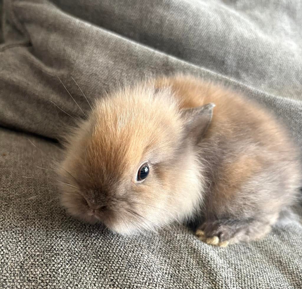 Meisje Teddy dwerg konijn te koop, Dieren en Toebehoren, Konijnen, Vrouwelijk, Dwerg