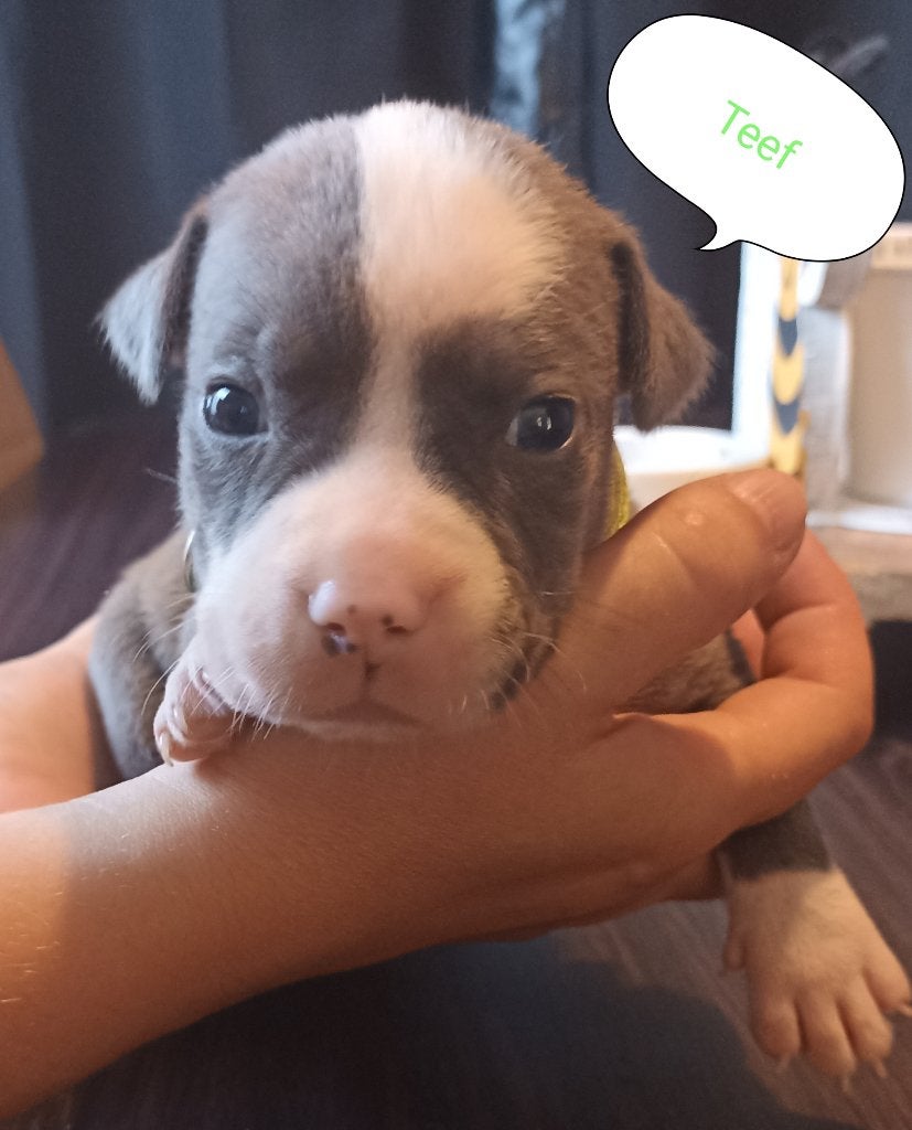Prachtige raszuivere Amerikaanse stafford pups beschikbaar, Dieren en Toebehoren, Honden | Jack Russells en Terriërs, 8 tot 15 weken