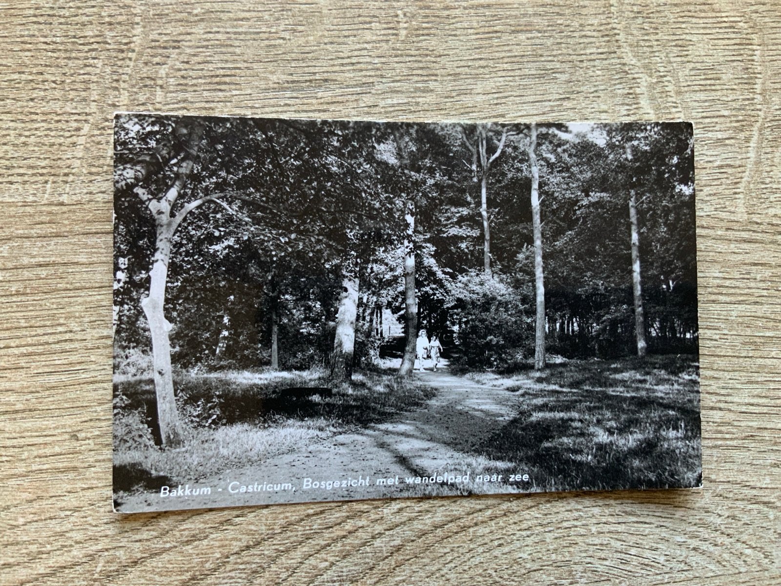 Bakkum - Castricum, bosgezicht, Ophalen of Verzenden, Voor 1920, Ongelopen, Noord-Holland