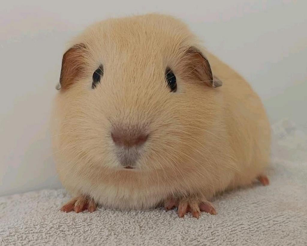 Leuke jonge cavia, crème kleurig, Dieren en Toebehoren, Februari, Mannelijk, Cavia