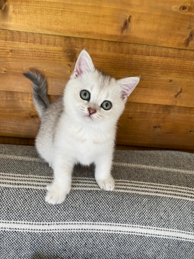 Britse korthaar Kittens zilver shaded😻, Dieren en Toebehoren, Katten en Kittens | Raskatten | Korthaar, Kater, Ontwormd, 0 tot 2 jaar