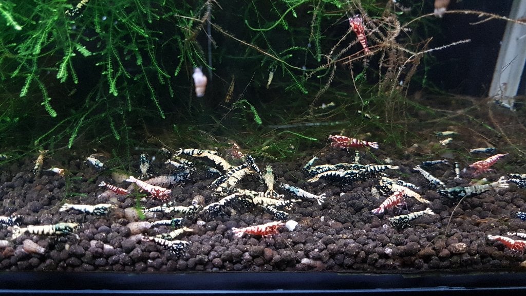 Galaxy Fishbone shrimp, Kreeft, Krab of Garnaal, Zoetwatervis, Schoolvis