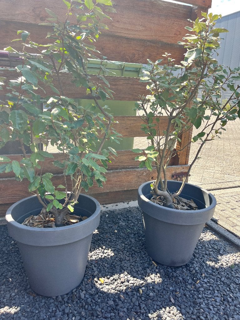2 Elaeagnus-Silverberry Plants, Ophalen, Overige soorten, Volle zon