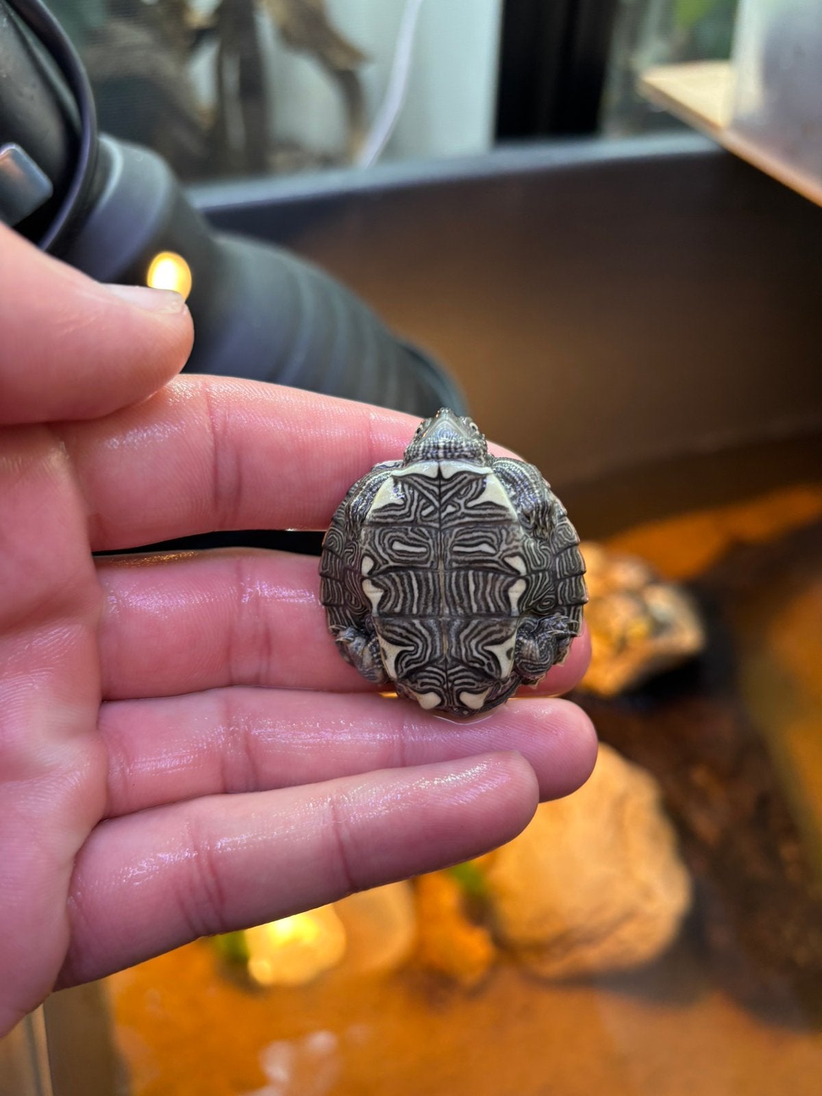 4 soorten baby schildpadden, Schildpad, 0 tot 2 jaar