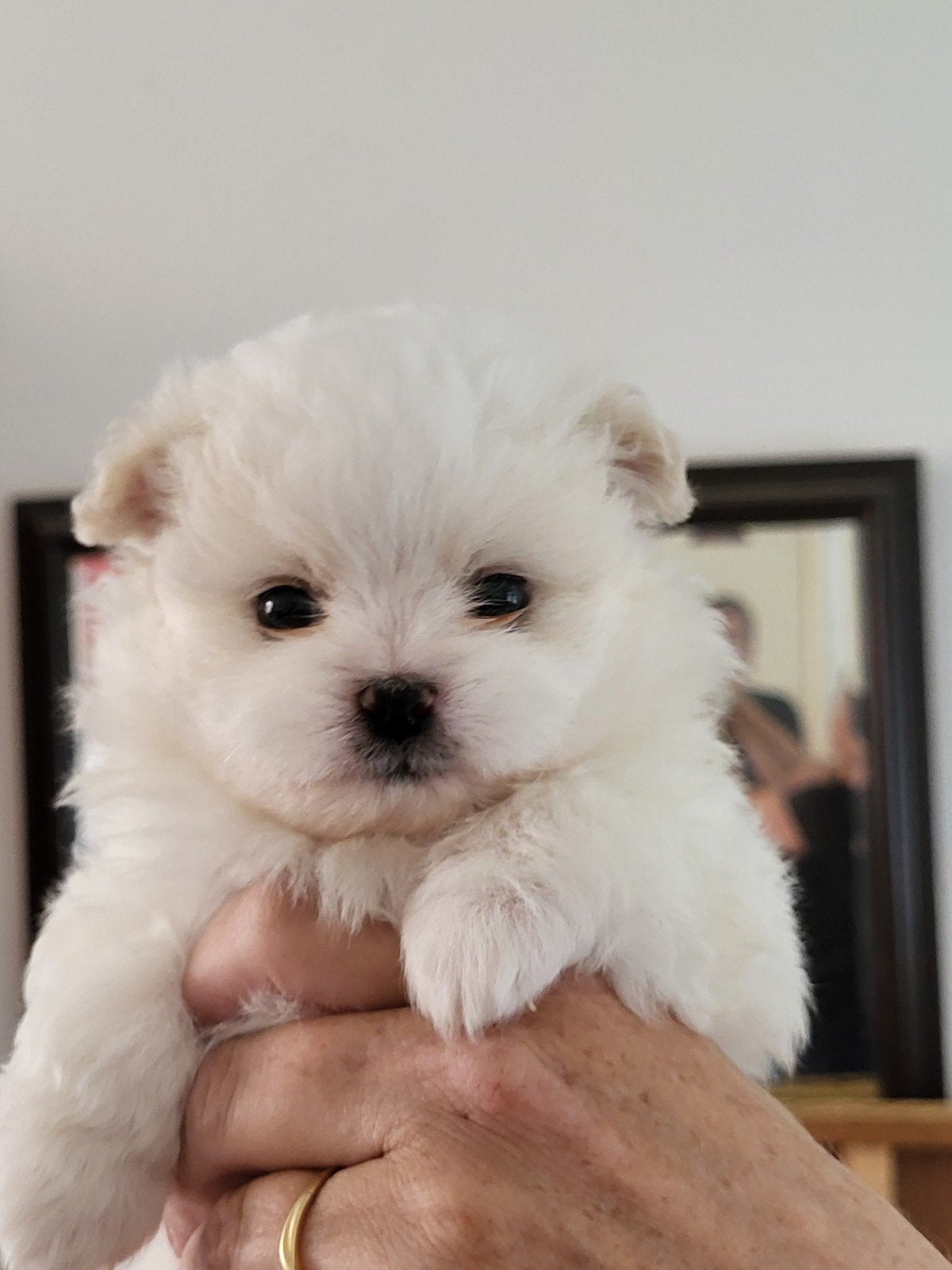 Maltipom pups kruising pomeriaan maltezer, Dieren en Toebehoren, Parvo, Keeshond, 8 tot 15 weken, Meerdere