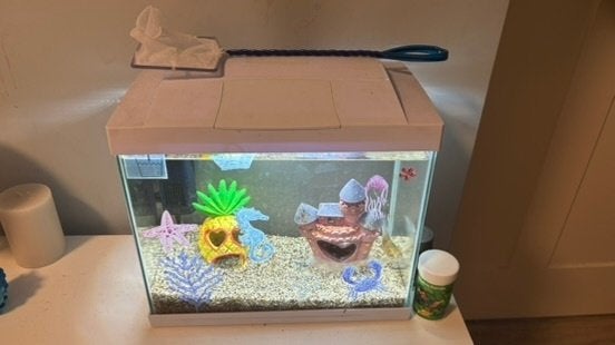 Comet goldfish for adoption, Dieren en Toebehoren, Overige typen, Zoetwatervis, Schoolvis