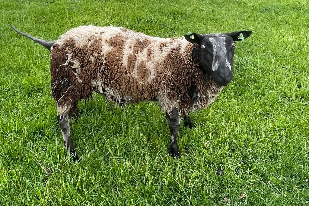 Bonte dekram zwoegervrij, Dieren en Toebehoren, Mannelijk, Schaap