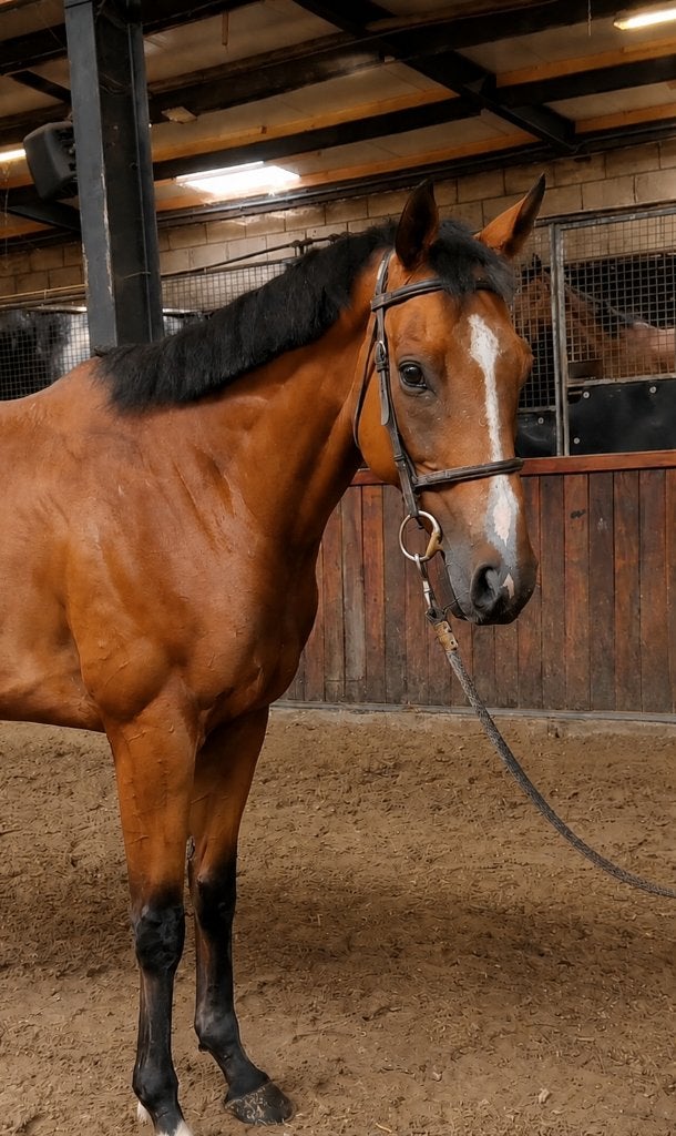 Brave 5jarige ruin  buitenritten/recreatie ruin, Ruin, 3 tot 6 jaar, 160 tot 165 cm, Recreatiepaard