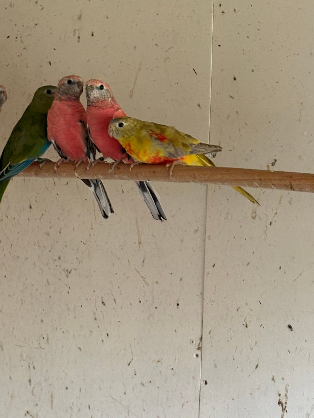 Te koop / te koop verschillende soorten kromsnavels, Meerdere dieren, Parkiet