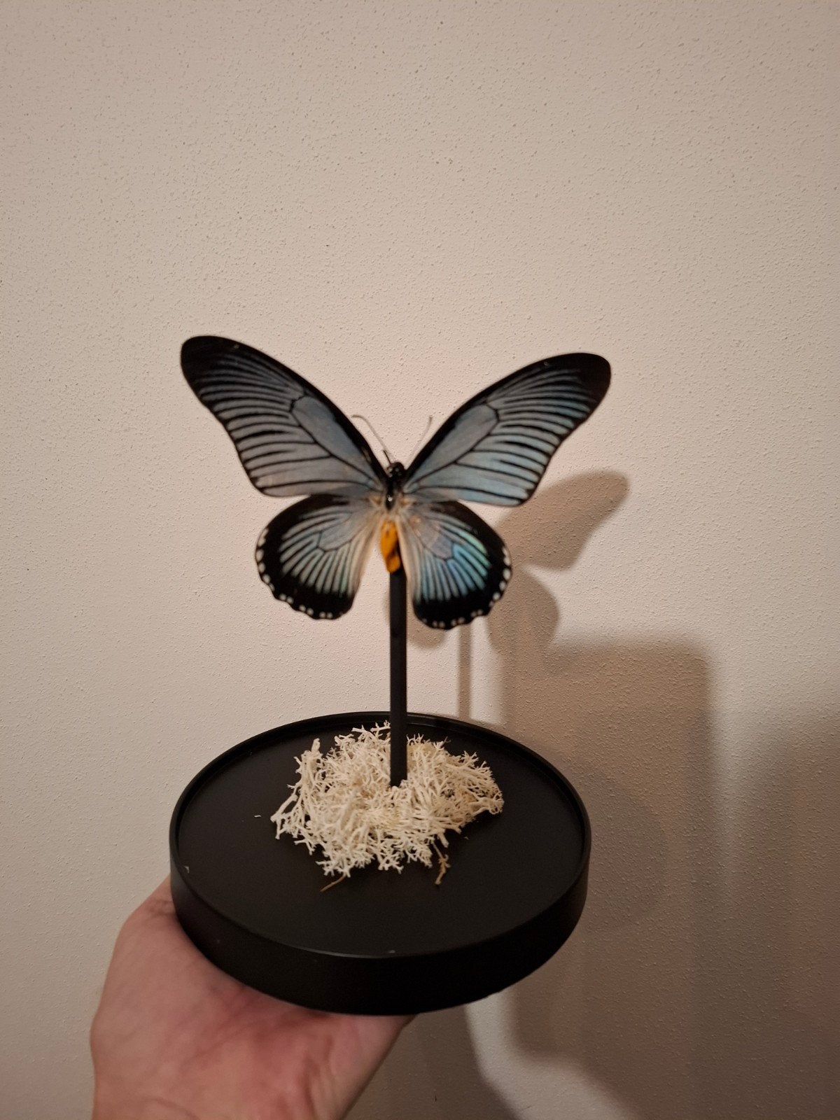 Geprepareerde vlinder., Ophalen, Nieuw, Insect, Opgezet dier
