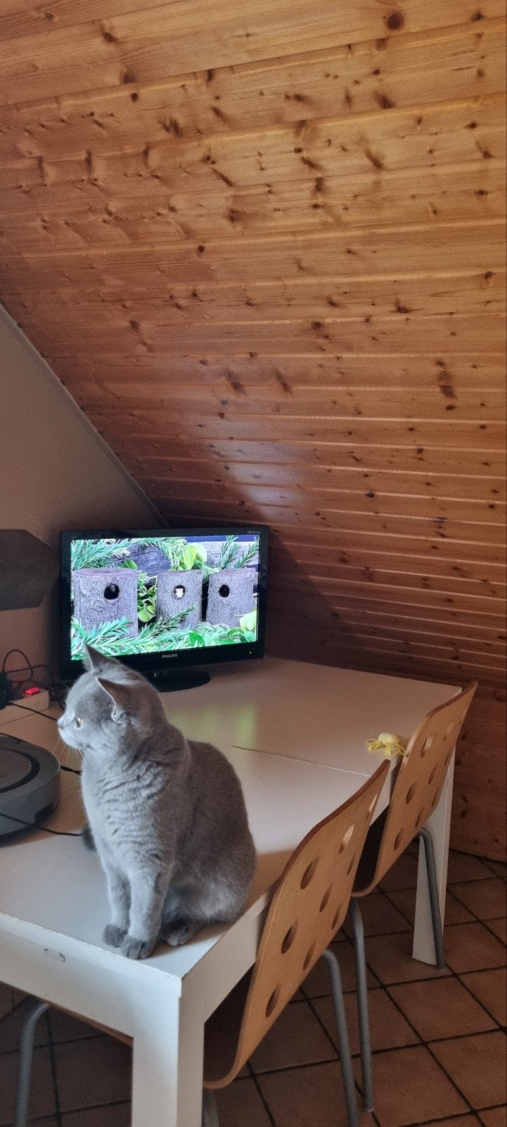 Katten opvang kattenpension de Kattenkamer Kattentrimsalon