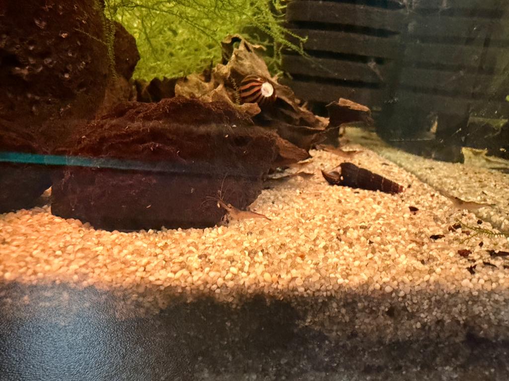 Dennerle 60 l nano cube + Caridina caerulee sulawesi orchid, Ophalen, Inclusief vissen, Gevuld zoetwateraquarium, Dennerle