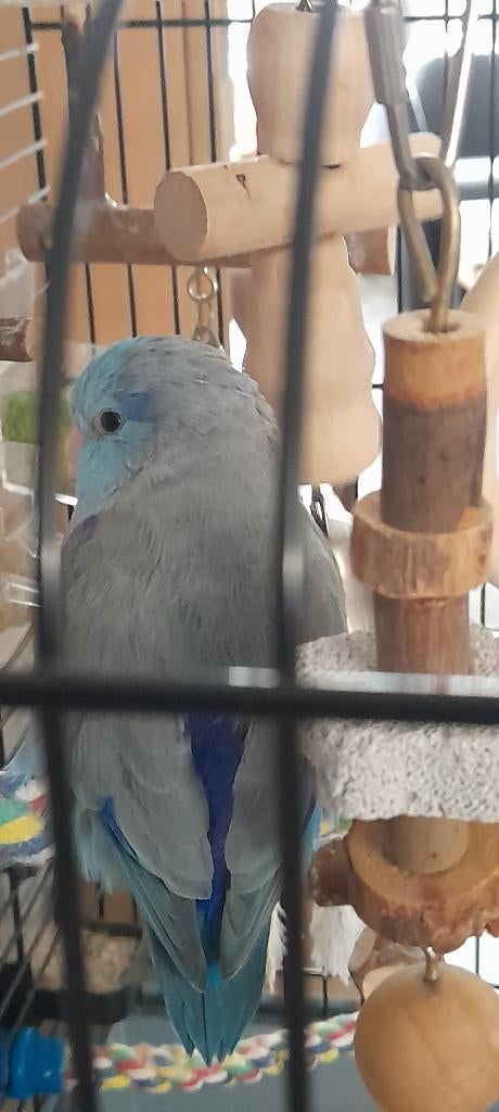 Forpus/Muspappegaai  Mannetje Blauw/Grijs Ca. 1 jaar jong., Dieren en Toebehoren, Vogels | Parkieten en Papegaaien, Mannelijk