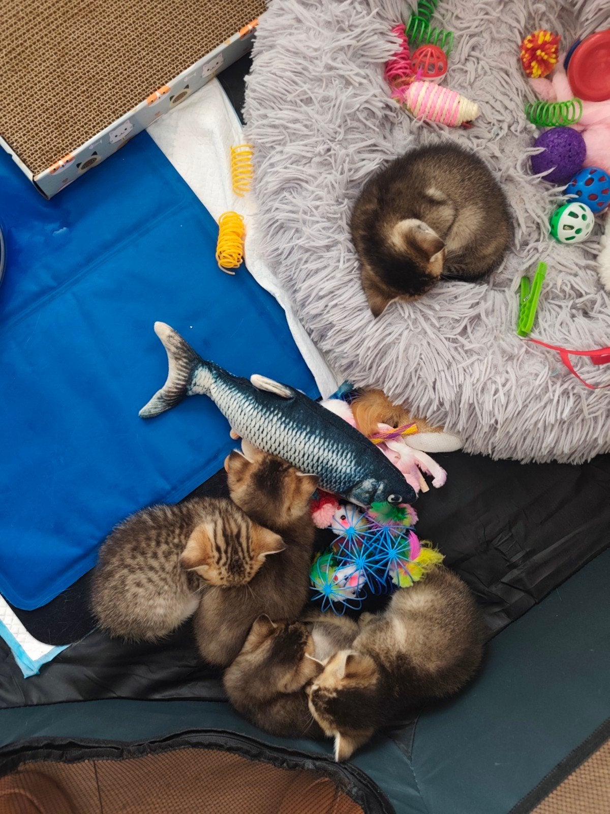kittens Ragdoll X Britse korthaar, Meerdere dieren, Kortharig, 0 tot 2 jaar