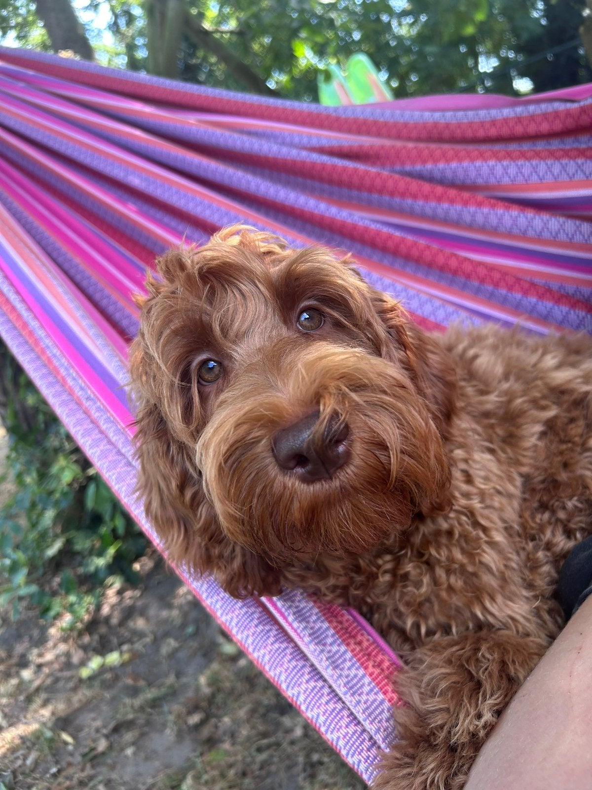 Gezocht; gastgezin voor Australian Labradoodle pup, Dieren en Toebehoren, Parvo, 15 weken tot 1 jaar, Overige rassen, Teef