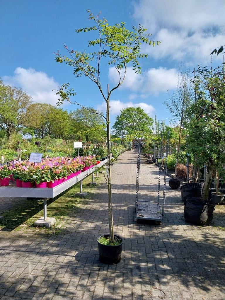 Koelreuteria Paniculata Boom - Chinese Vernisboom, Tuin en Terras, Planten | Bomen, Overige soorten, 100 tot 250 cm, Zomer, Ophalen