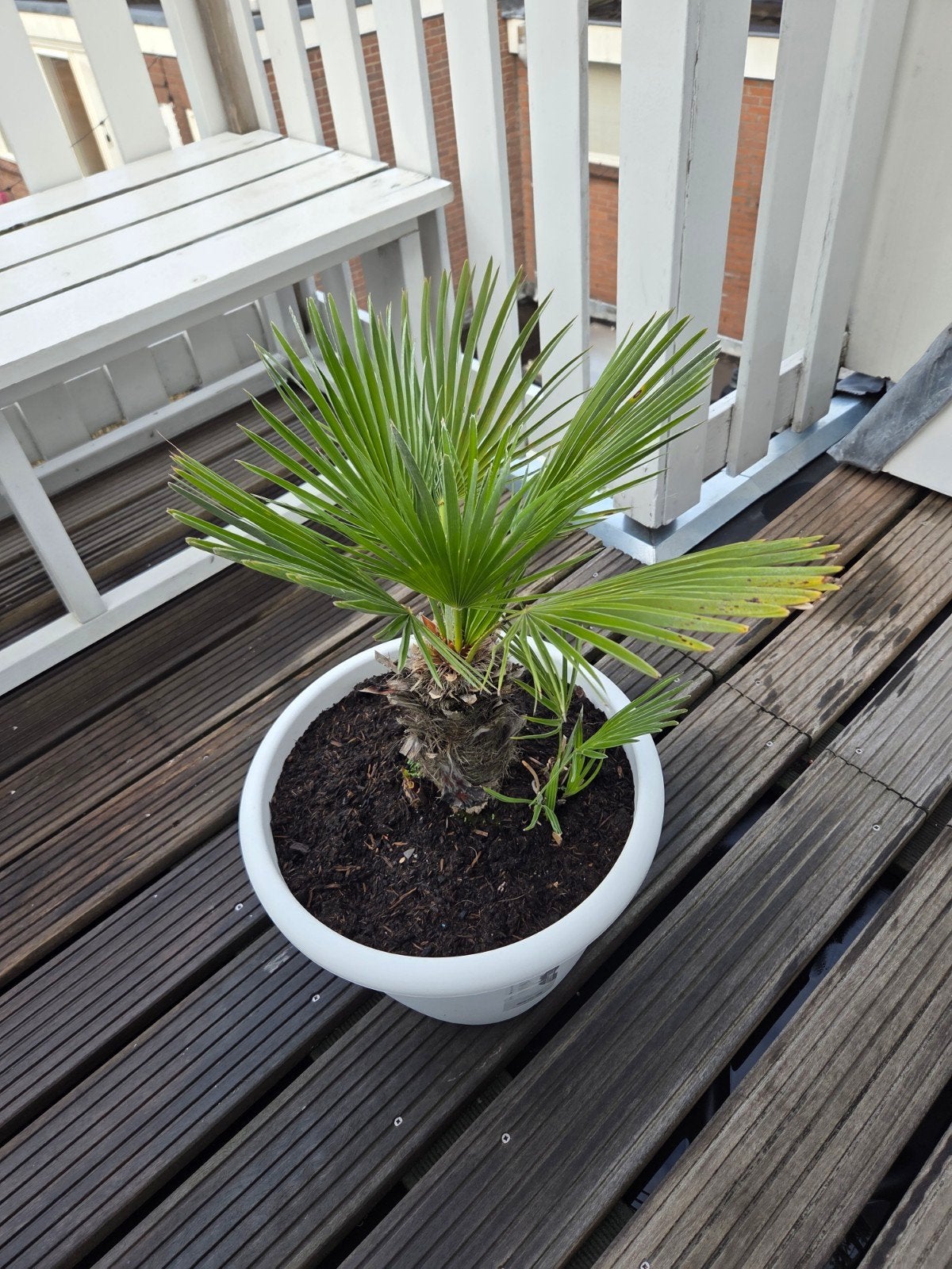 Trachycarpus Fortunei Palm - Winterharde Palmboom, Overige soorten, Volle zon, Vaste plant, Ophalen of Verzenden