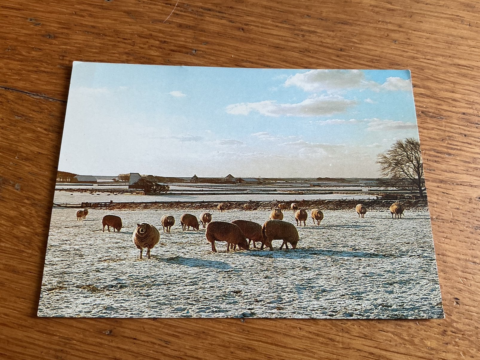 O435 Groeten van Texel schapen, Ophalen of Verzenden, Waddeneilanden